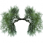 drzewa uformowane w kształt płuc