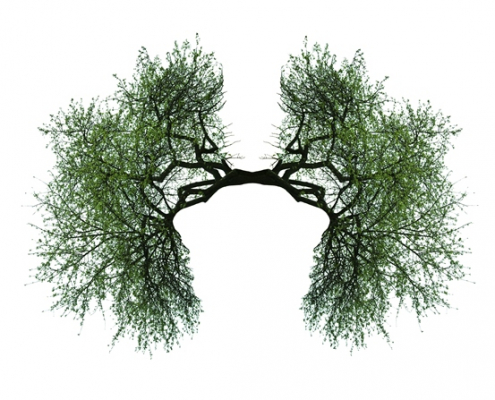 drzewa uformowane w kształt płuc